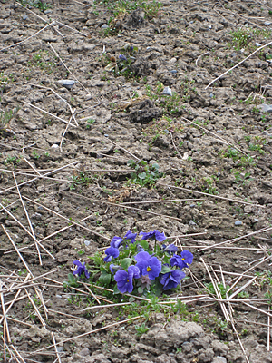 pansy unmulched